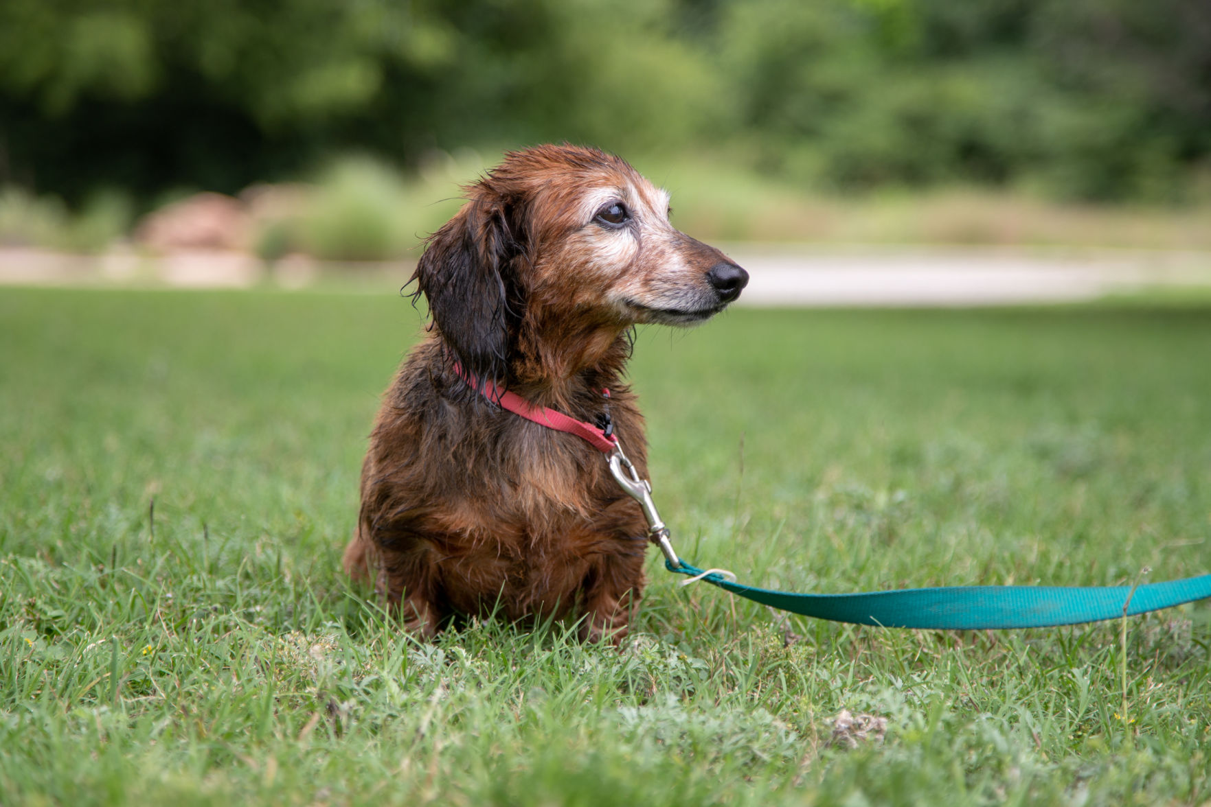 Hot dog: how to keep your pets safe during the summer